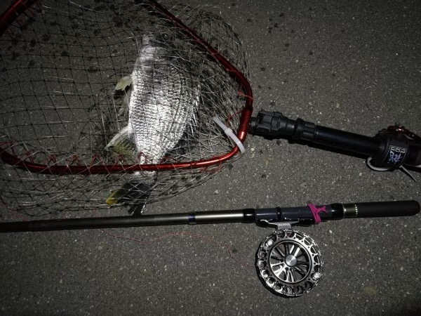 2020/05/23 南港ヘチ釣り　キビレチヌ（40cm,35cm）釣果有り）