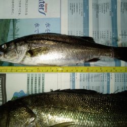 バチ抜けシーバス