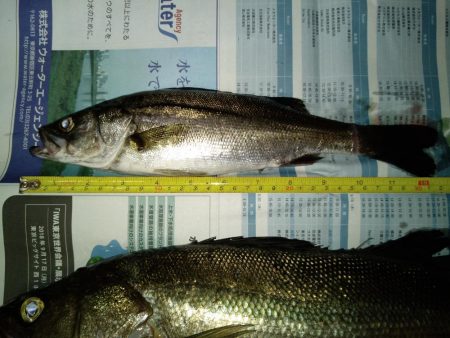 バチ抜けシーバス