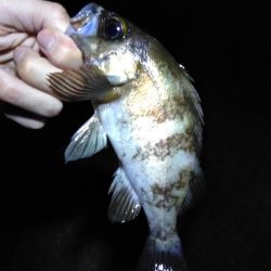 解除後、初メバル