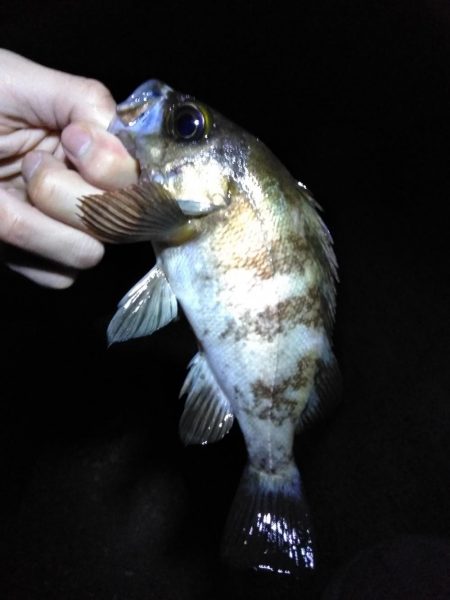 解除後、初メバル