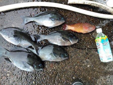 フカセ‥尾長グレ