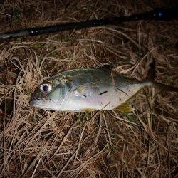 久しぶりのお出掛け