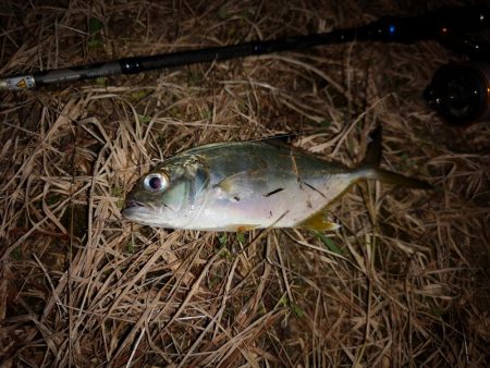 久しぶりのお出掛け