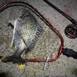 南港へち釣行(2020/05/30 南港ヘチ釣り キビレチヌ(44cm,43cm~)ガシラ23.5cm 釣果有り)