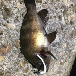 ぼちぼちでした