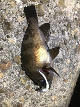 ぼちぼちでした