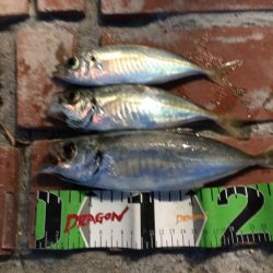 真鯛、良型アジ（28㎝）