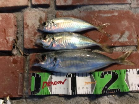 真鯛、良型アジ（28㎝）