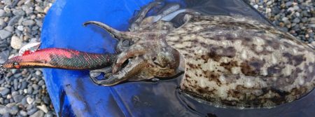 モンゴウイカ5杯