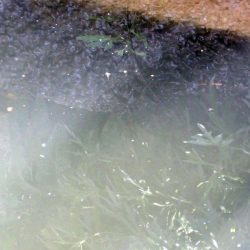 近所の水路で入れ食いを楽しむ