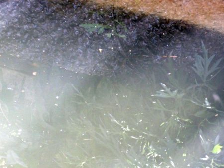 近所の水路で入れ食いを楽しむ