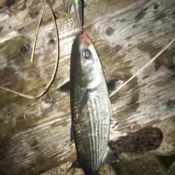 シーバスとボラ