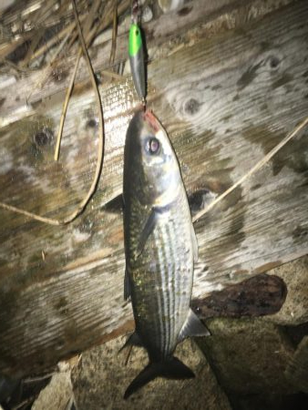 シーバスとボラ