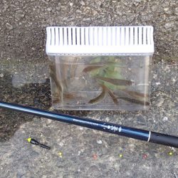 近所の水路で入れ食いを楽しむ(3)