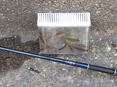 近所の水路で入れ食いを楽しむ(3)