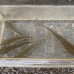 近所の水路で入れ食いを楽しむ(4)