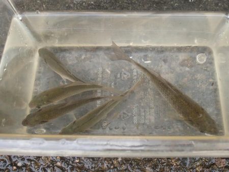 近所の水路で入れ食いを楽しむ(4)