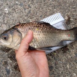 念願のバラタナゴGet!