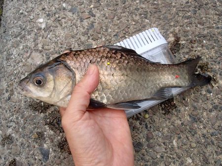 念願のバラタナゴGet!