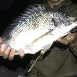 シーバス最終バチ調査