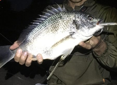 シーバス最終バチ調査