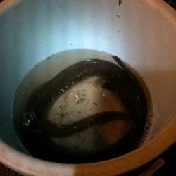 淀川のウナギ釣りパート4