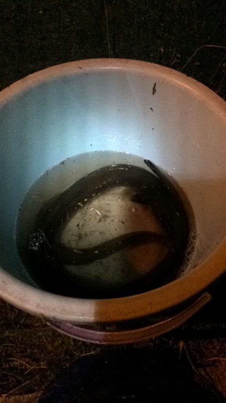 淀川のウナギ釣りパート4