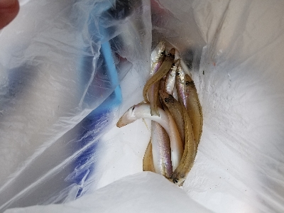 自粛中につき県内です