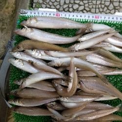 生見海岸、白浜海岸