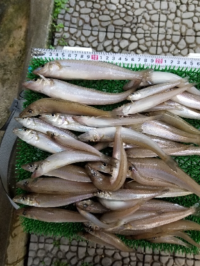 生見海岸、白浜海岸