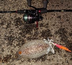 キロアップ紋甲イカ