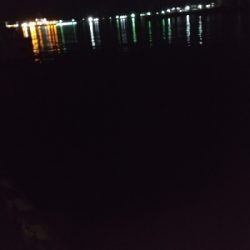 コウイカの親イカ