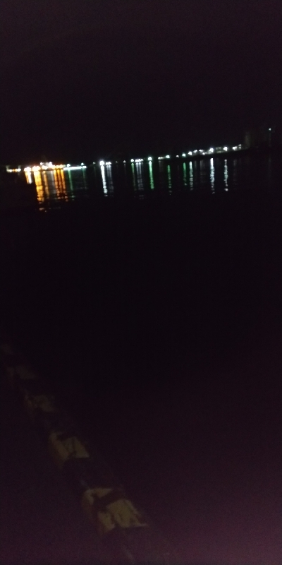 コウイカの親イカ