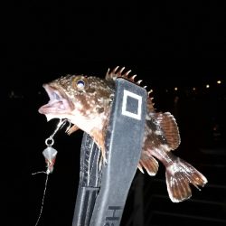 コスモ　ガシリング