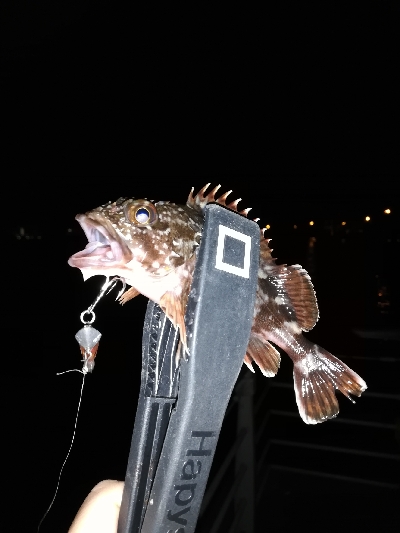 コスモ　ガシリング