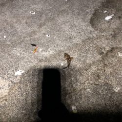 岸壁シーバス釣行