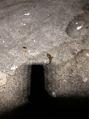 岸壁シーバス釣行