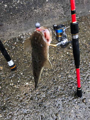 雨のチニング 新調リールにて