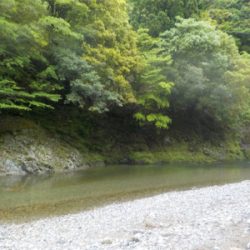 アマゴandウグイ