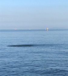 2020ライトゲーム第14戦