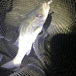 フローとメバリング