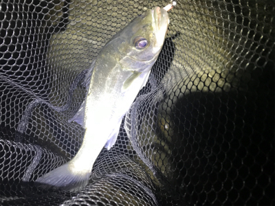 フローとメバリング