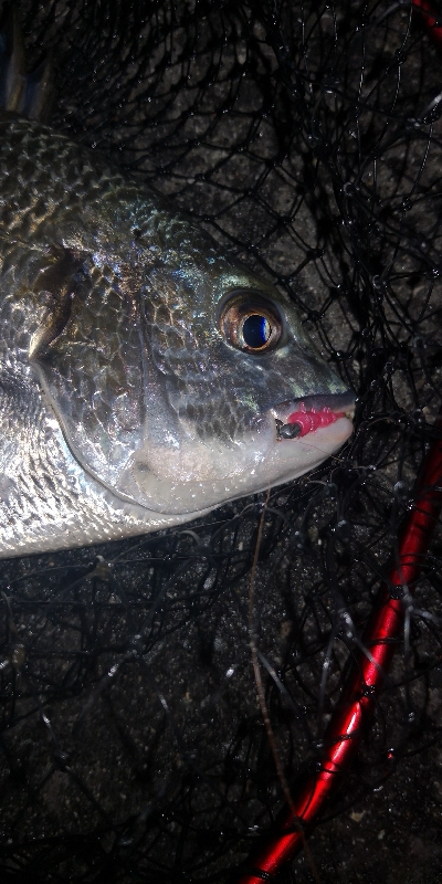 アジング 練習144