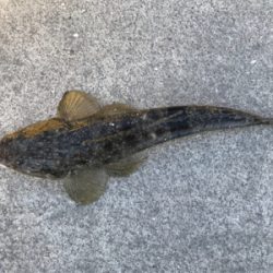 ライトタックルでキス釣り