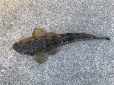 ライトタックルでキス釣り