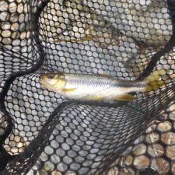 カワムツ釣り？いやいやアマゴ狙い苦笑