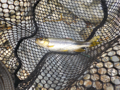 カワムツ釣り？いやいやアマゴ狙い苦笑