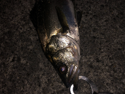 バチ抜けシーバス