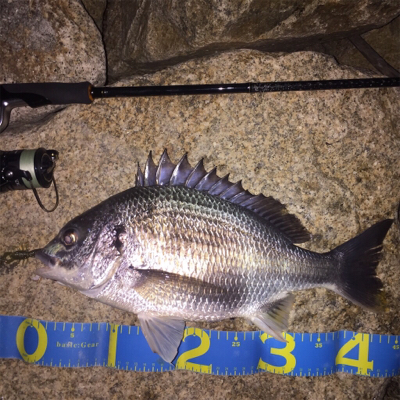 淀川ブリームゲーム